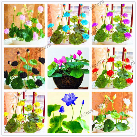 Lotus Seeds for Planting - Beautiful Water Lily Aquatic Plants for Home Garden Ponds