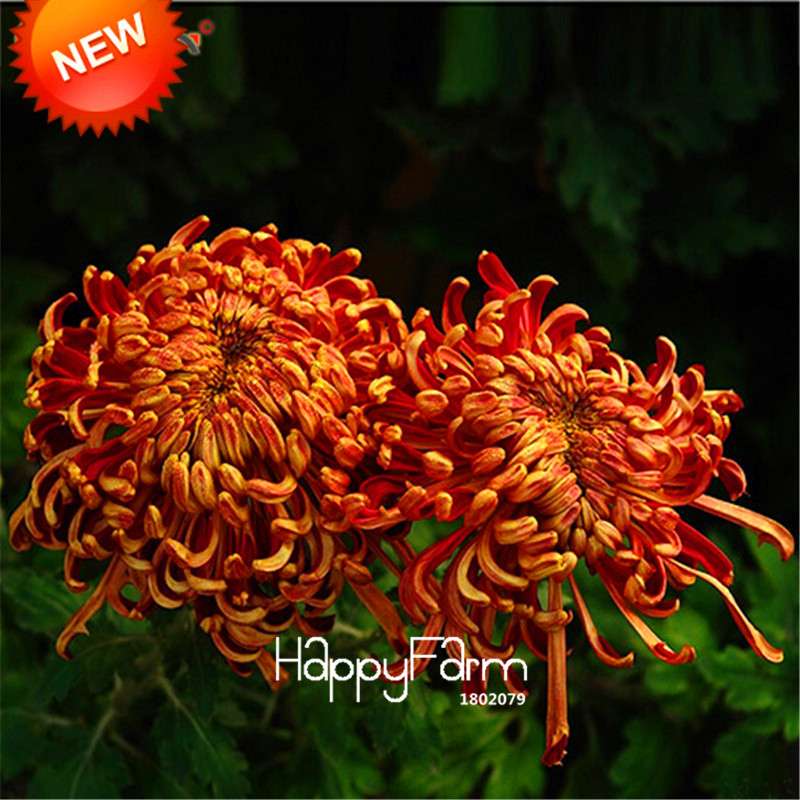 Orange Chrysanthemum Fireworks Flower Seeds - Bonsai Balcony Garden, Fast Shipping USA