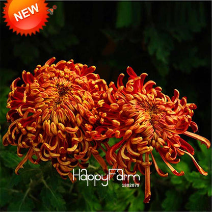 Orange Chrysanthemum Fireworks Flower Seeds - Bonsai Balcony Garden, Fast Shipping USA