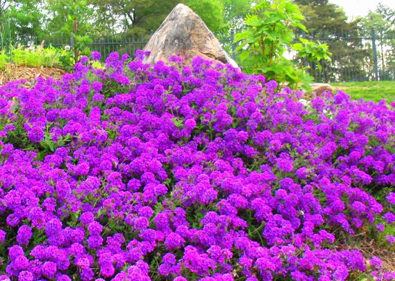 Verbena Seeds for Planting - Easy to Grow Potted Flowers, Bonsai Garden Seeds for Home & Outdoors