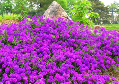 Verbena Seeds for Planting - Easy to Grow Potted Flowers, Bonsai Garden Seeds for Home & Outdoors
