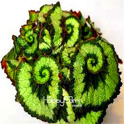 Begonia Flower Seeds - Vibrant Potted Bonsai for Garden, Balcony & Courtyard | Fast-Growing Coleus Seeds