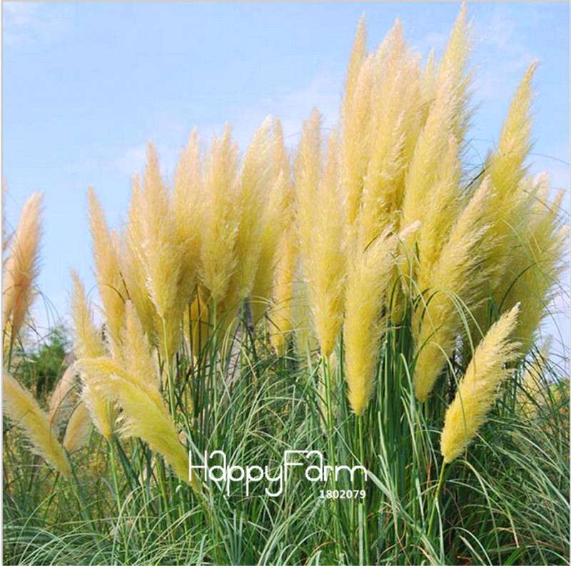 Pampas Grass Seeds - Cortaderia Ornamental Plants for Patio, Garden & Pots | Fresh New Flowers