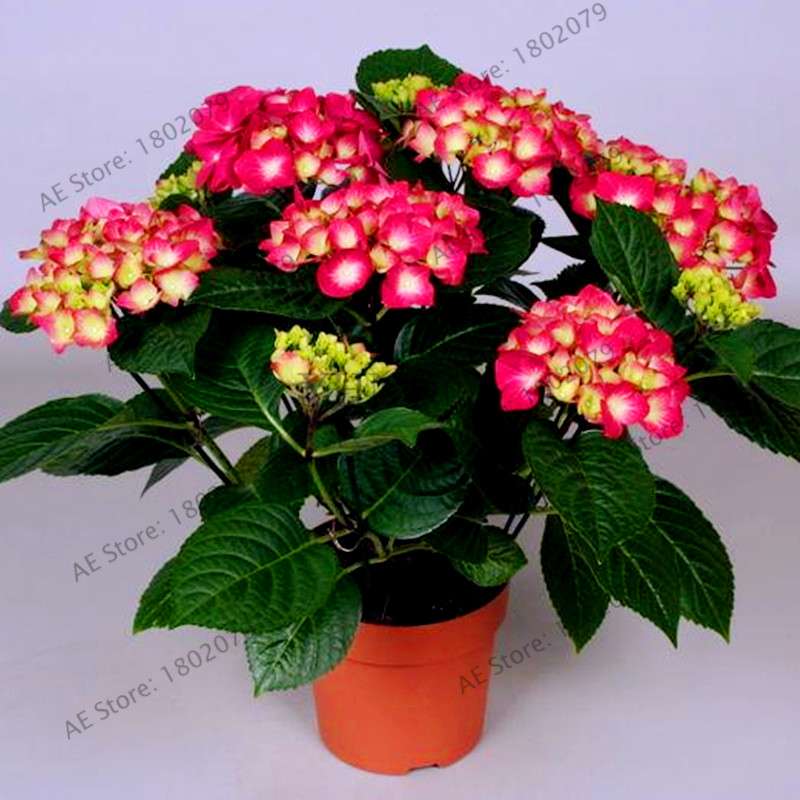 Hydrangea Bonsai Seeds - Perennial Wedding Flowers for Home & Garden - Easy to Grow