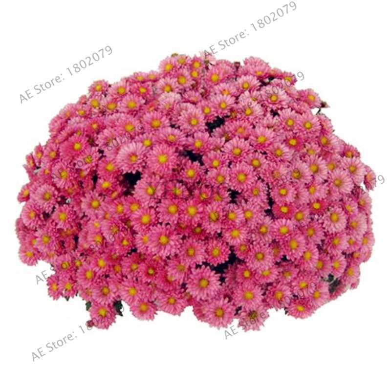 Rare Ground-Cover Chrysanthemum Seeds - Easy-Grow Perennial Bonsai Flowers for Home & Garden
