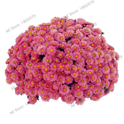 Rare Ground-Cover Chrysanthemum Seeds - Easy-Grow Perennial Bonsai Flowers for Home & Garden