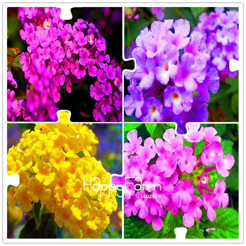 Colorful Lantana Camara Seeds - Indoor Bonsai Flowering Plant - Easy Grow, Bulk - USA Seller