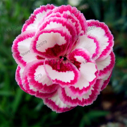 Dianthus Seeds - 24 Vibrant Colors, Easy to Grow, High Germination for DIY Garden Flowers | Fast Shipping