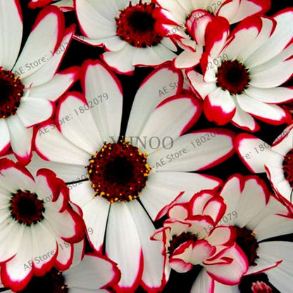 Cineraria Flower Seeds - 23 Colorful Bonsai Varieties for Home & Garden DIY Planting