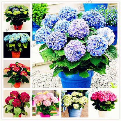 Hydrangea Bonsai Seeds - Perennial Wedding Flowers for Home & Garden - Easy to Grow