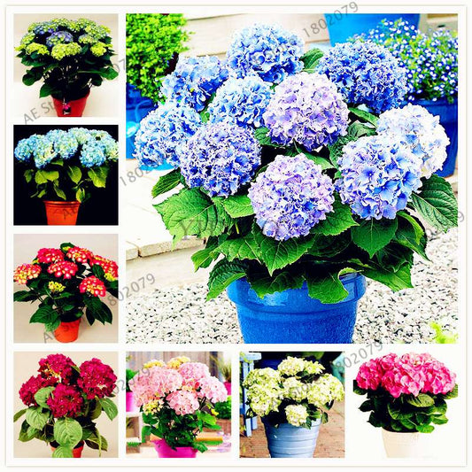 Hydrangea Bonsai Seeds - Perennial Wedding Flowers for Home & Garden - Easy to Grow