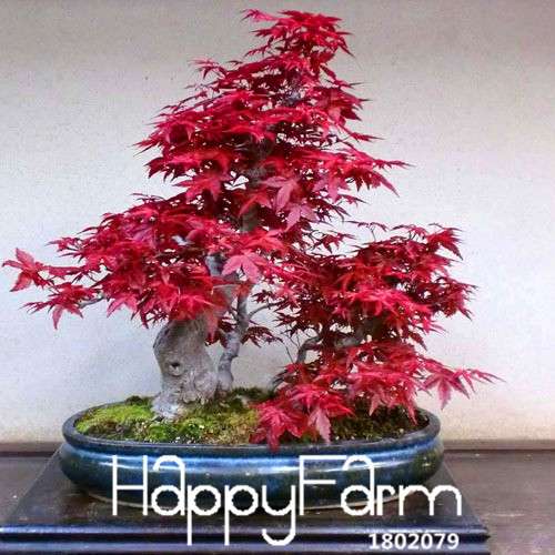 Red Maple Bonsai Seeds - Stunning American Maple Tree Seeds for Planting