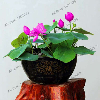 Lotus Seeds for Planting - Beautiful Water Lily Aquatic Plants for Home Garden Ponds