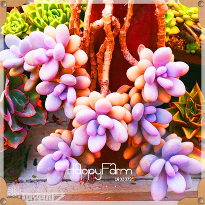 Succulents Seeds - 99 Varieties, Lithops & Bonsai Plants for Office - Easy to Grow, Bulk Pack