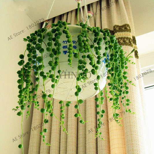 String of Pearls Plant Seeds - Senecio Rowleyanus Succulent Seeds for Home Garden, Bonsai & Air Purifying