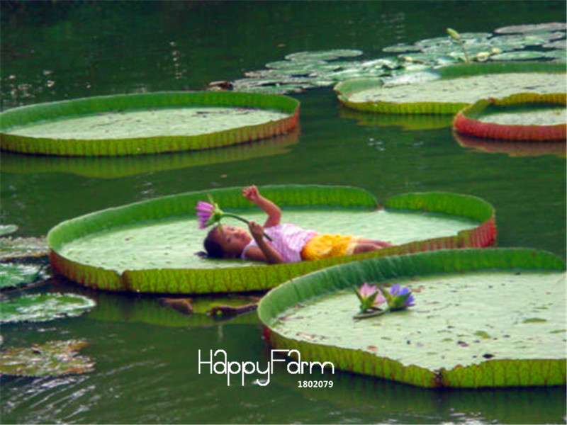 Victoria Amazonica Giant Water Lily Seeds - 5 Rare Aquatic Plant Seeds for Ponds & Gardens