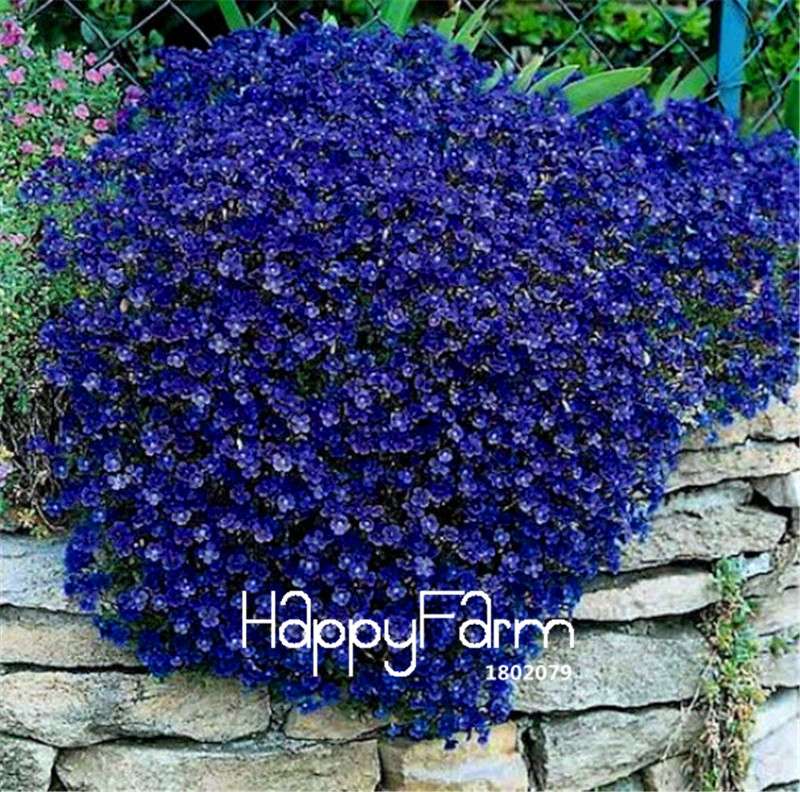 Blue Rock Cress Seeds - Non-GMO Cascading Perennial Groundcover with Vibrant Blue Flowers