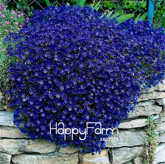 Blue Rock Cress Seeds - Non-GMO Cascading Perennial Groundcover with Vibrant Blue Flowers