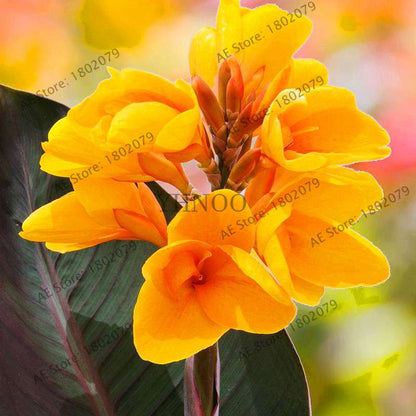 Mixed Color Canna Seeds for DIY Potted Plants | 95% Germination Rate | Indoor/Outdoor Gardening