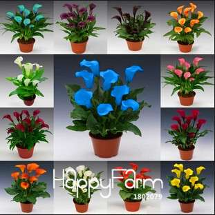 Mixed Color Calla Lily Seeds - Easy to Grow Bonsai Flower Seeds for Home Gardening