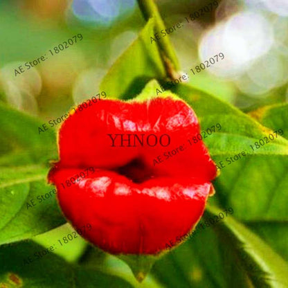 Psychotria Elata 'Hot Lips' Seeds - Rare Tropical Flower, Bonsai Plant, Exotic & Beautiful Bloom