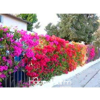 Colorful Bougainvillea Seeds - Spectabilis Willd Bonsai Flower Plants for Home Garden