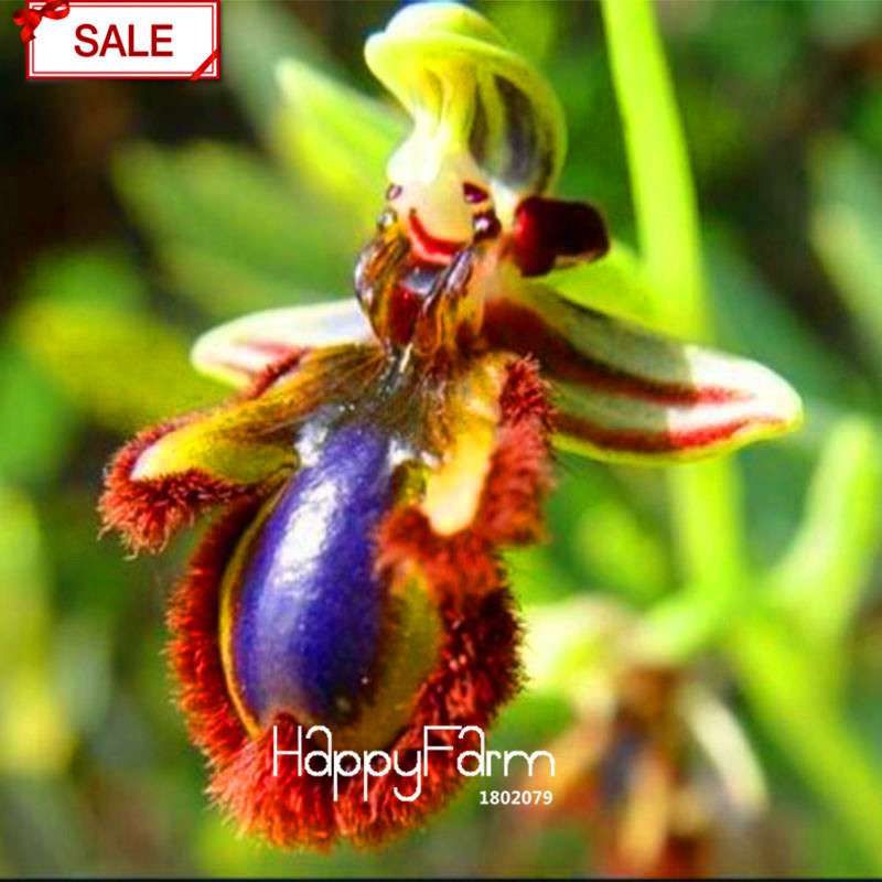 Bee Orchid Seeds - Perennial Flowering Plants for Pots, Unique & Easy to Grow Garden Gift
