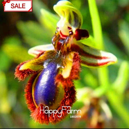 Bee Orchid Seeds - Perennial Flowering Plants for Pots, Unique & Easy to Grow Garden Gift