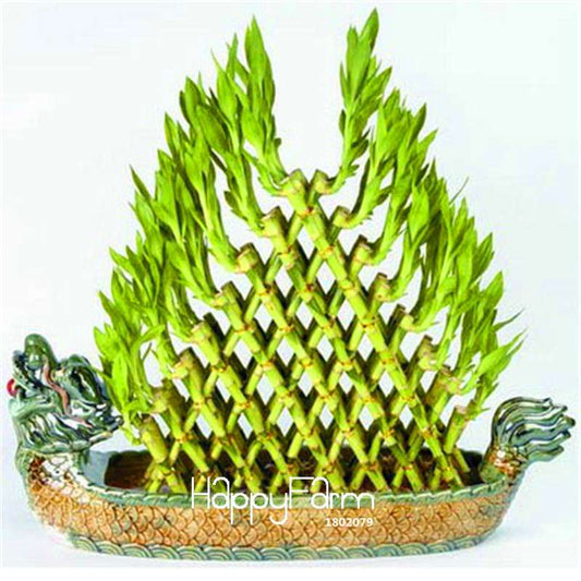 Lucky Bamboo Seeds for DIY Potted Plants - Grow Dracaena Prosperity Tower, Home & Garden Decor