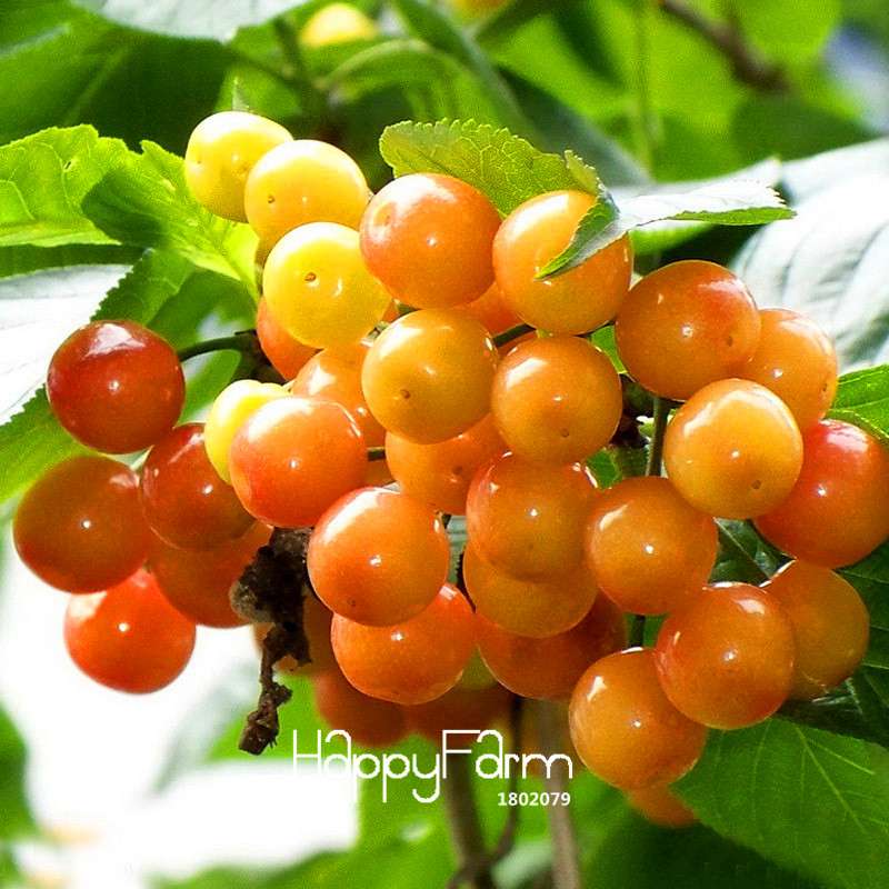 Yellow Cherry Seeds for Planting - Sweet Balcony Garden Fruit Bonsai Tree Kit - Grow Potted Cherry Plants at Home