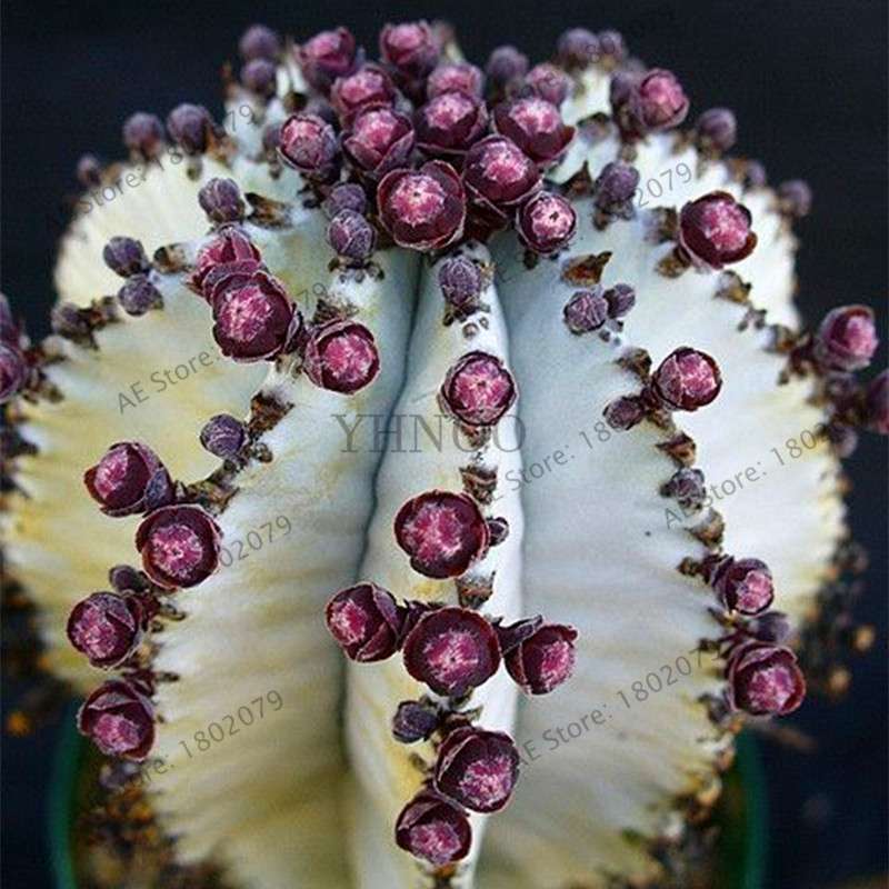 Rare Lithops Seeds - Living Stones Succulent, Organic Cactus Seeds for Indoor Garden, Bonsai & Succulent Lovers