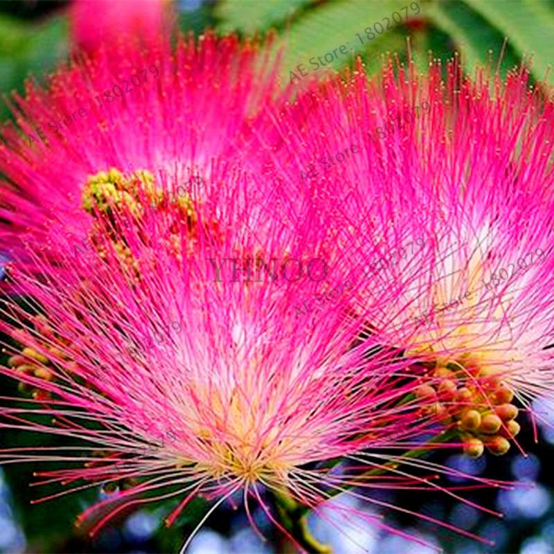 Albizia Flower Seeds (Mimosa Tree) - Bonsai & Ornamental Garden Tree for Home Planting