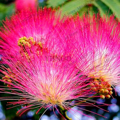 Albizia Flower Seeds (Mimosa Tree) - Bonsai & Ornamental Garden Tree for Home Planting
