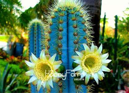 Blue Torch Cactus Seeds - Grow Exotic Bonsai Plants for Home & Garden | DIY Planting Kit