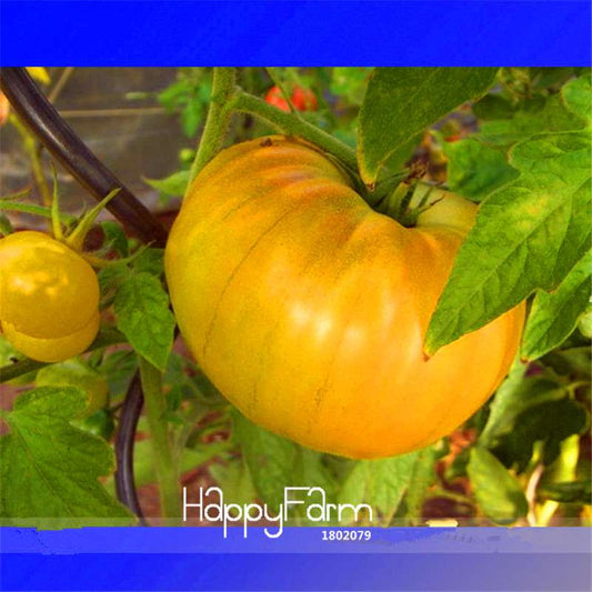 Aunt Gertie's Gold Organic Heirloom Tomato Seeds - Best-Tasting Beefsteak Tomatoes for Home Garden