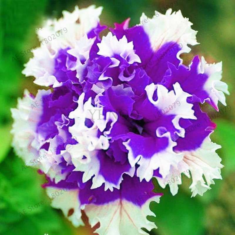 Double Petal Petunia Seeds - Vibrant Indoor Flower Bonsai Plants for Home & Garden