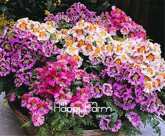 Butterfly Orchid Seeds - Easy to Grow, Heirloom Flower Seeds for Home & Garden Planting