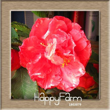 24-Color Camellia Seeds Kit - for Potted Plants, Bonsai & Garden Flowers | Fast-Growing & Vibrant Blooms