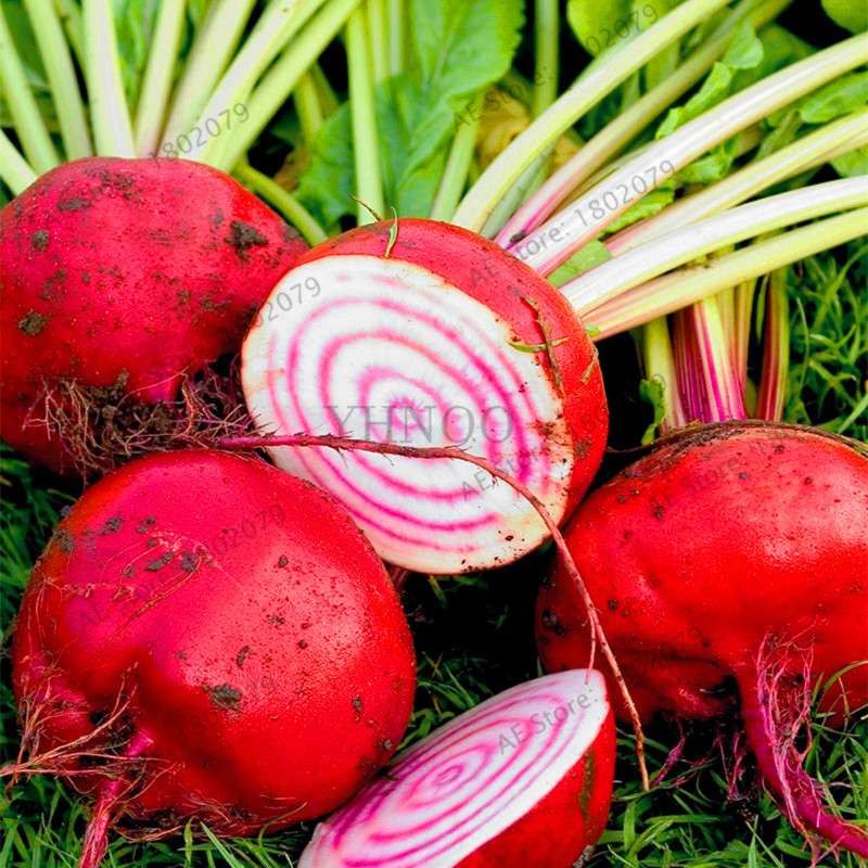 Cherry Belle Radish Seeds - Organic, Easy to Grow, Non-GMO Vegetable Seeds for Home Garden & Outdoor Planting
