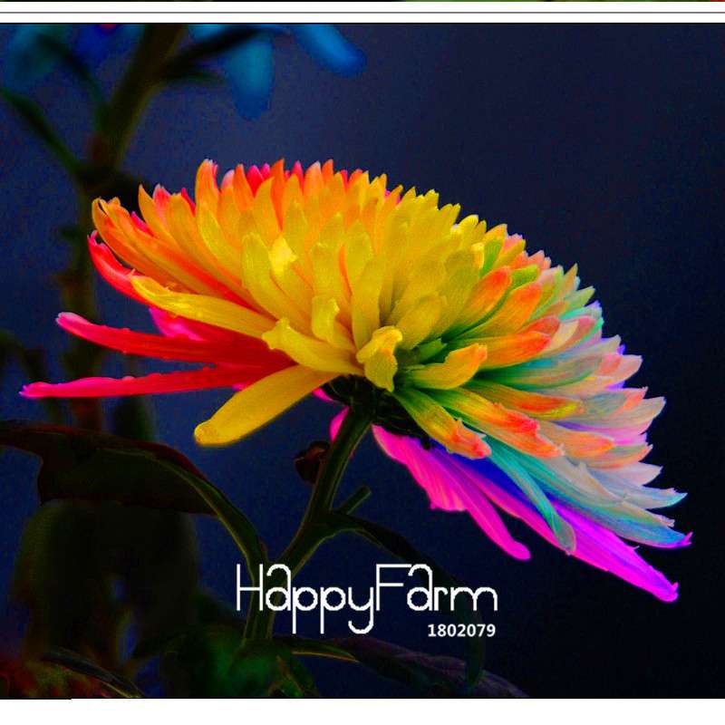 Rare Rainbow Chrysanthemum Seeds - Vibrant Colors, DIY Home Garden Planting, New Arrival