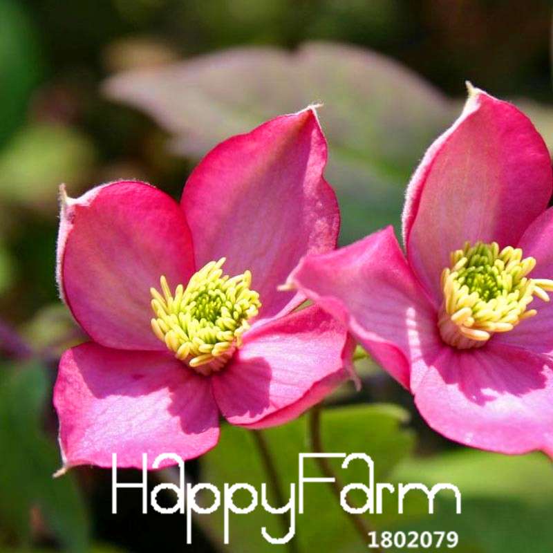 Red Clematis Seeds - Beautiful Climbing Flowers for Patio & Garden Planting | Fast-Growing Potted Plant Seeds
