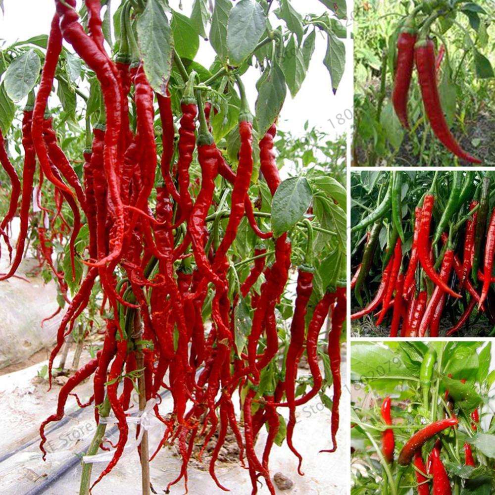 Giant Spicy Red Chili Pepper Seeds - Hot Heirloom Plants for Garden, Pots & Balcony - Non-GMO Bonsai Seeds
