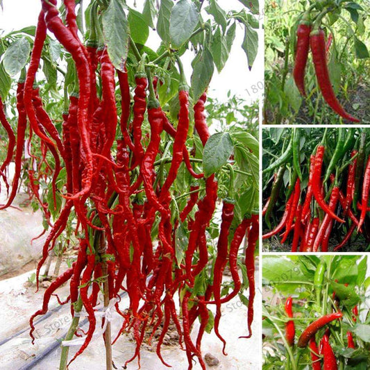 Giant Spicy Red Chili Pepper Seeds - Hot Heirloom Plants for Garden, Pots & Balcony - Non-GMO Bonsai Seeds