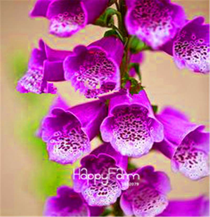Fritillaria Foxglove Seeds - Potted Bonsai Garden Kit for DIY Home Planting | Premium Quality
