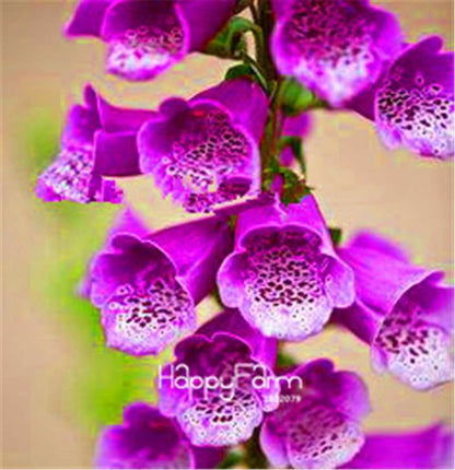 Fritillaria Foxglove Seeds - Potted Bonsai Garden Kit for DIY Home Planting | Premium Quality