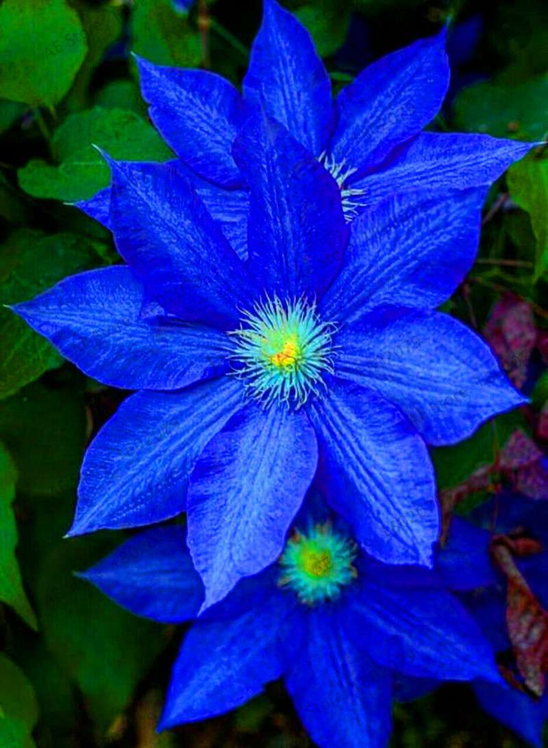 Mixed Clematis Seeds - Easy to Grow Beautiful Bonsai Flowers for Home Garden (Limited Time Offer)