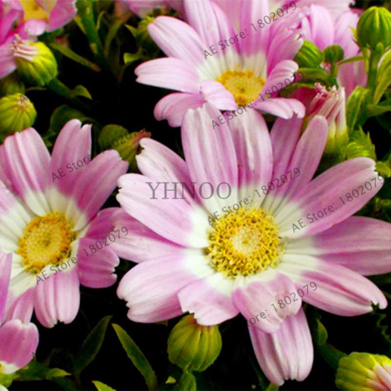 Cineraria Flower Seeds - 23 Colorful Bonsai Varieties for Home & Garden DIY Planting