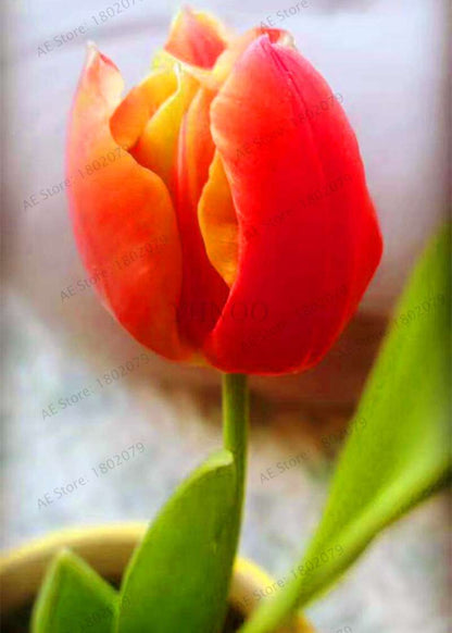 Rare Tulip Seeds - Beautiful Perennial Bonsai Flowers for Home & Garden Planting