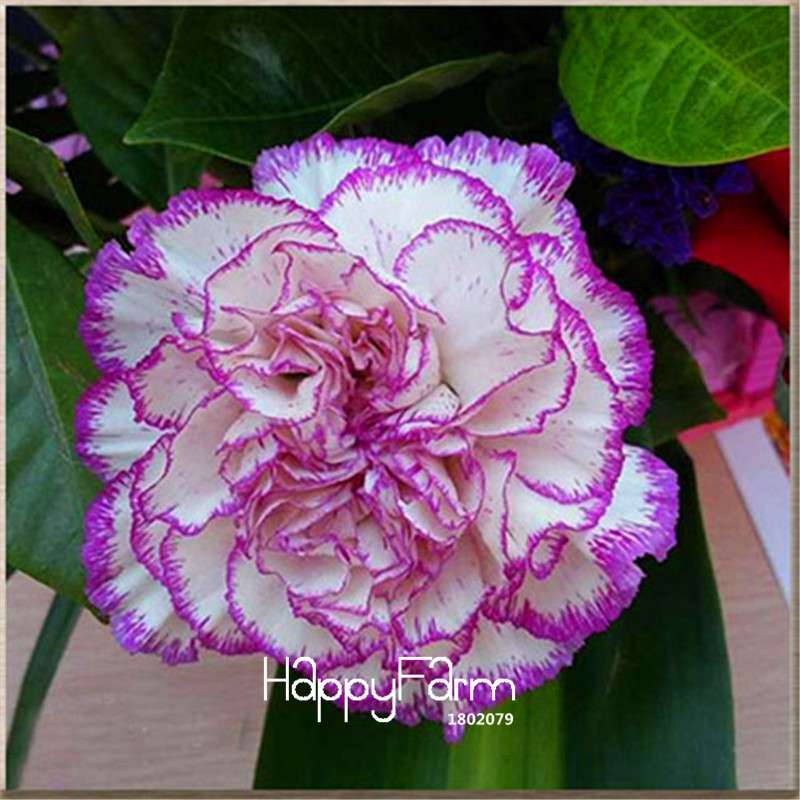 Black Carnation Flower Seeds - Rare Dianthus Bonsai Plants for Home Garden, Unique & Exotic Blooms