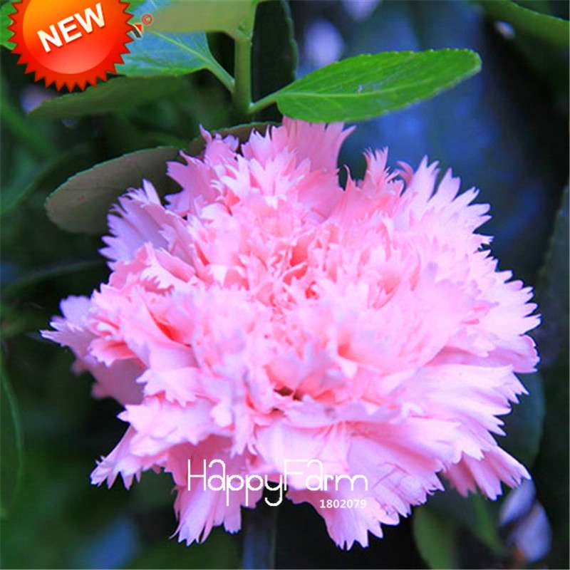 Black Carnation Flower Seeds - Rare Dianthus Bonsai Plants for Home Garden, Unique & Exotic Blooms